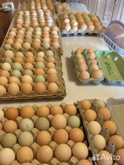 Инкубационное яйцо