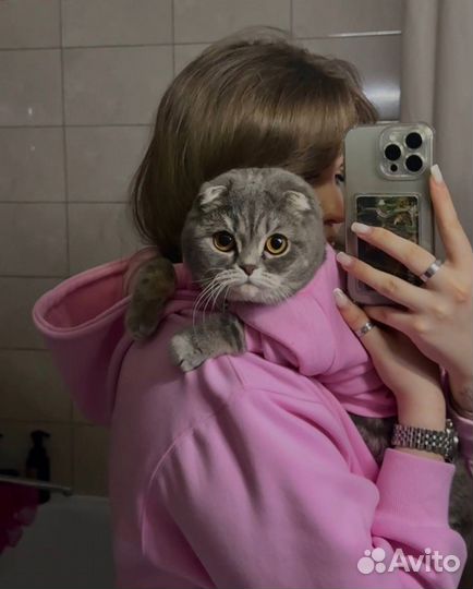 Вязка с шотландским котом