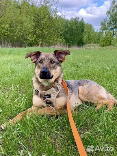 Солнечная собака из приюта