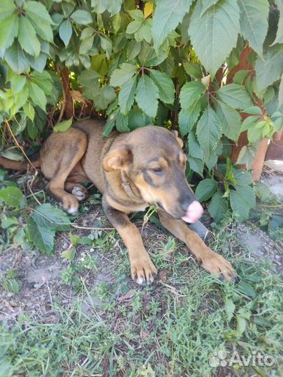 Собака в добрые руки