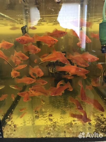 Аквариумные рыбки, корм Tetra