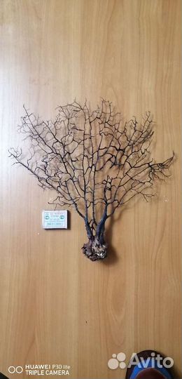 Коралл веерный