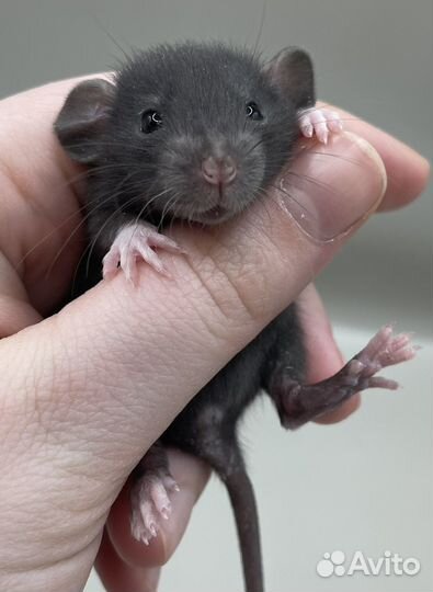 Крысята Дамбо