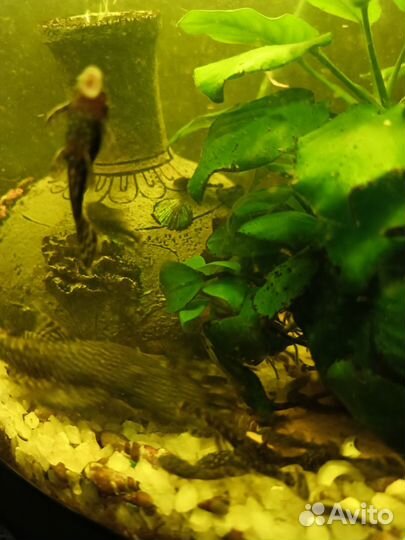 Сомики анциструсы