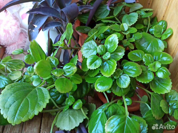 Домашние цветы