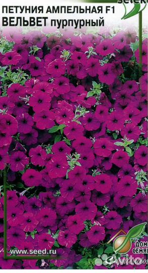 Петуния вельвет парпл