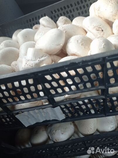 Грибы шампиньоны