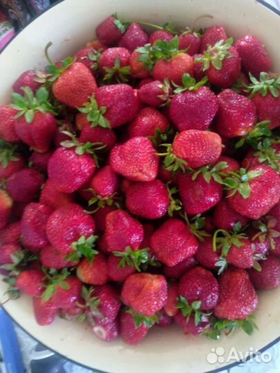 Рассада клубники, картофель, капуста, малина