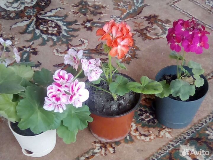 Пеларгония герань