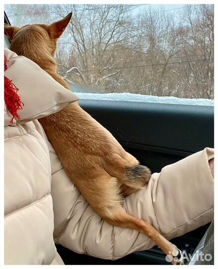 Зоотакси «Пэт мобиль», перевозка животных