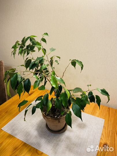 Фикус Бенджамина