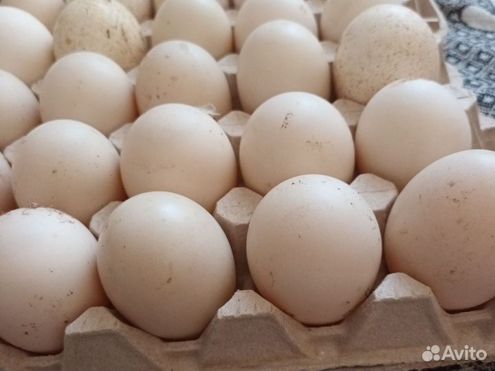 Яйца для инкубации