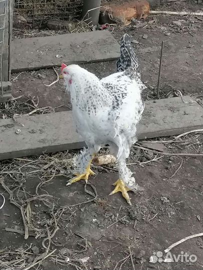 Молодые петухи