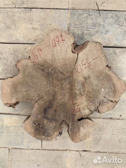 Спил акации лимонной и розовой