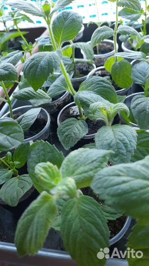 Мята сортовая