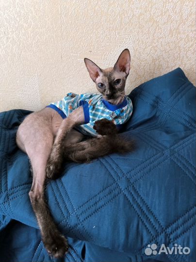 Кошка в добрые руки