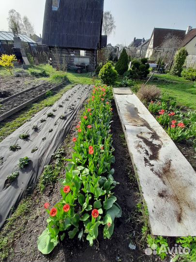 Тюльпаны на букеты