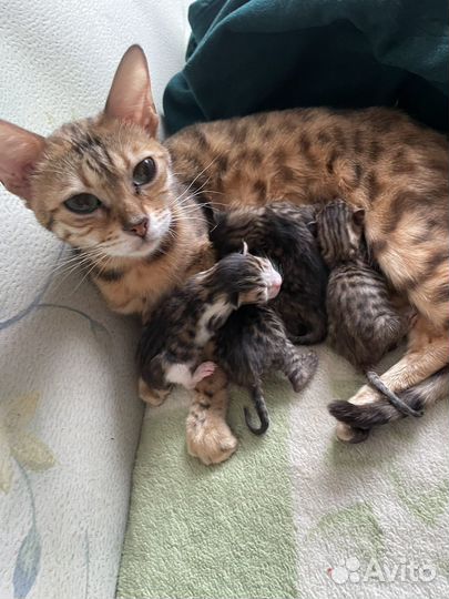Британские котята