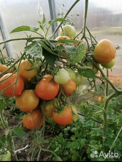 Чернозем в мешках