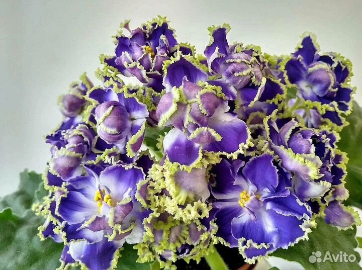 Взрослые сортовые цветущие фиалки, детки и черенки