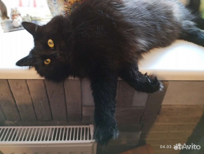 Кошка в дар