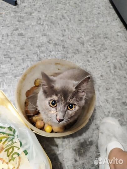 Кошка в дар