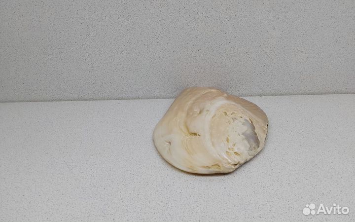 Жемчужница Куминга 15,9 ракушка раковина