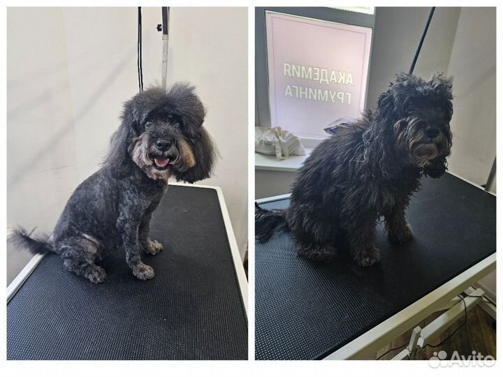 Грумер стрижка собак с выездом на дом от 1500