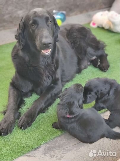 Прямошерстный ретривер