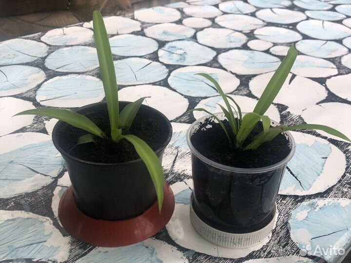 Продам хлорофитум