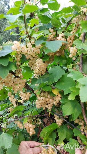 Красная, белая смородина, крыжовник