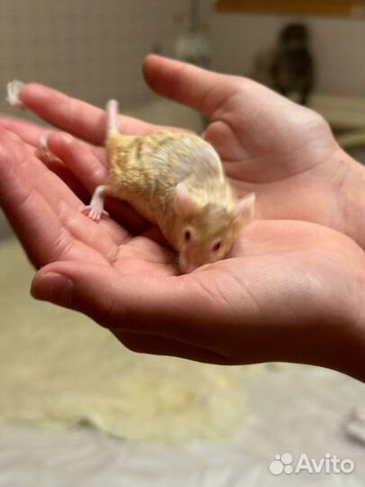 Отдадим двух декоративных мышей в добрые руки