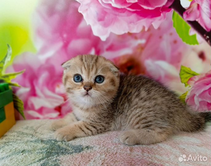 Шотландский вислоухий малыш мальчик