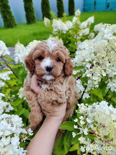 Щенки кавапу