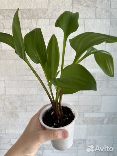 Комнатные растения цветы