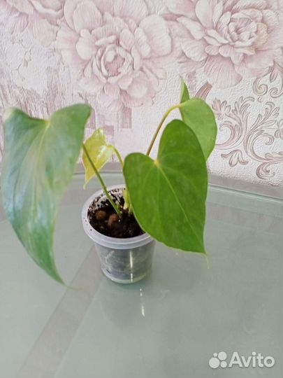 Антуриум коро