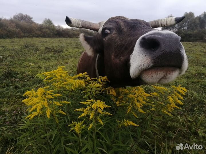 Телки стельные, швицкой породы