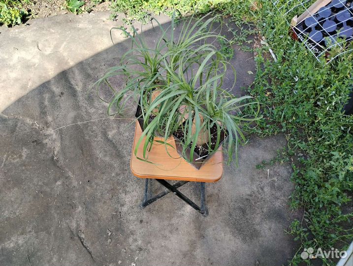 Бокарнея нолина