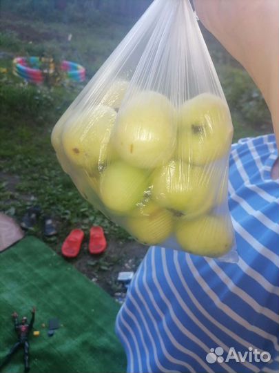 Яблоки домашние