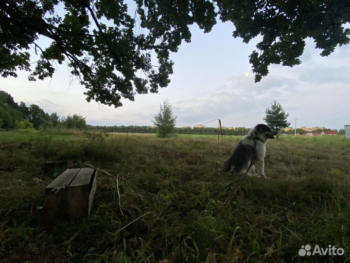 Выгул собак, зооняня