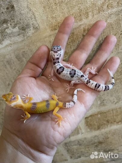 Геккон Эублефар