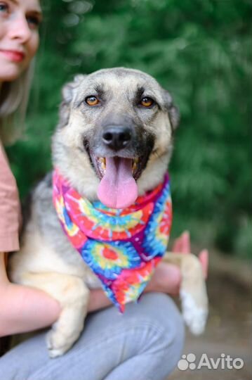 Октавия-молоденькая и добрая собаченька ищет дом