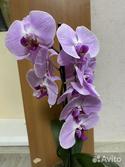 Орхидея фаленопсис