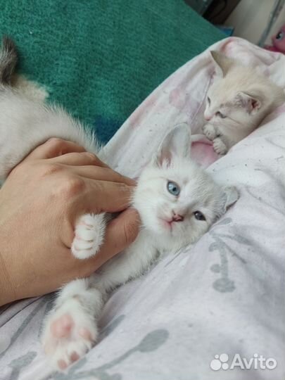 Котята 2 мальчика и девочка