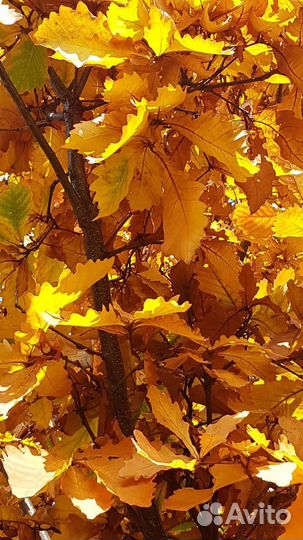 Дуб дальвосточный