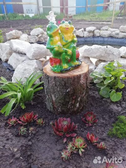 Сортовое молодило