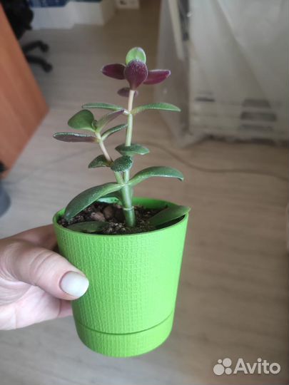 Толстянка денежное дерево