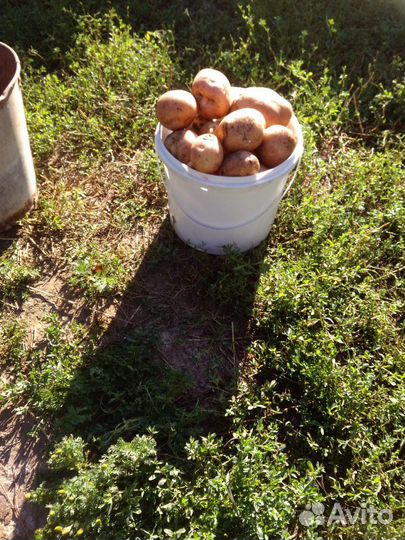 Деревенская картошка, чеснок,морковь,тыква,капуста