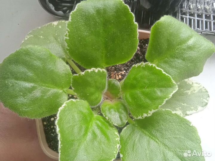 Стартеры сортовых фиалочек