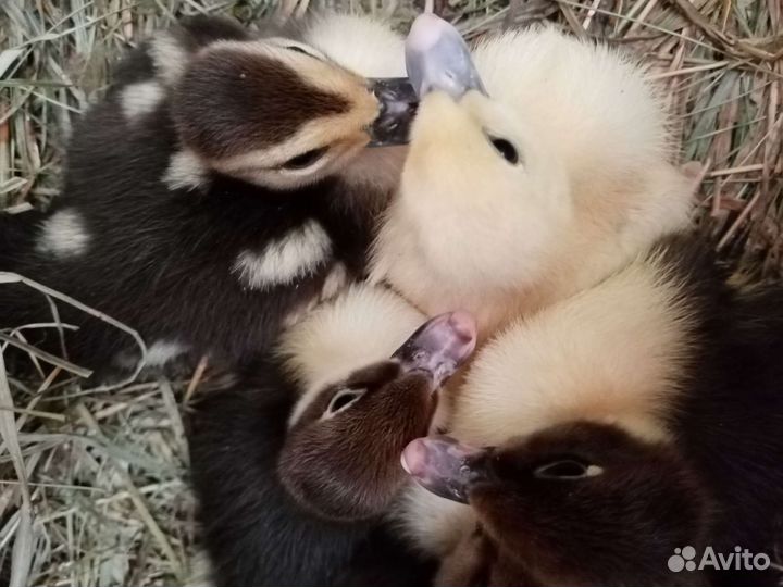 Индоутята, индоутки и селезни